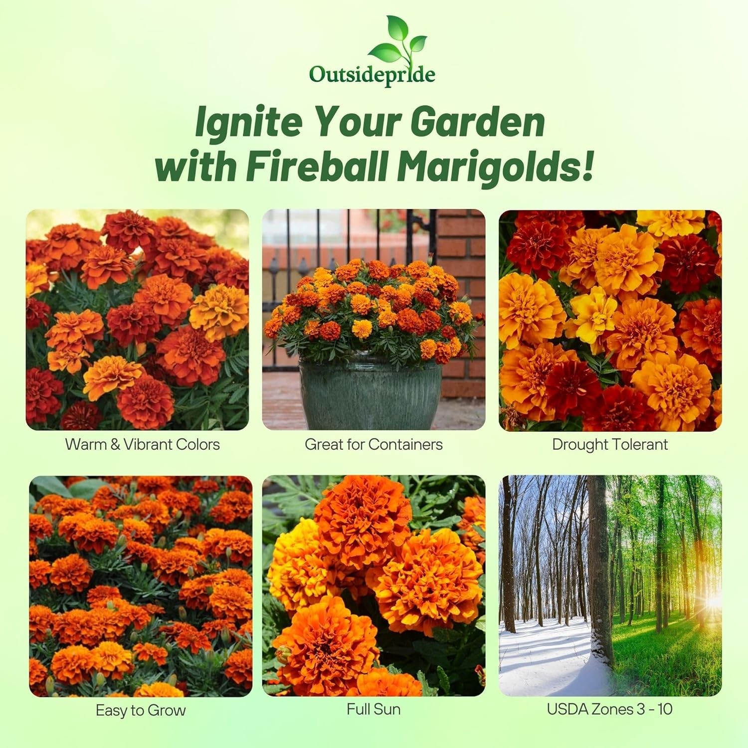 200 Seeds Tagetes Patula French Marigold Fireball Plant Flower Seeds
