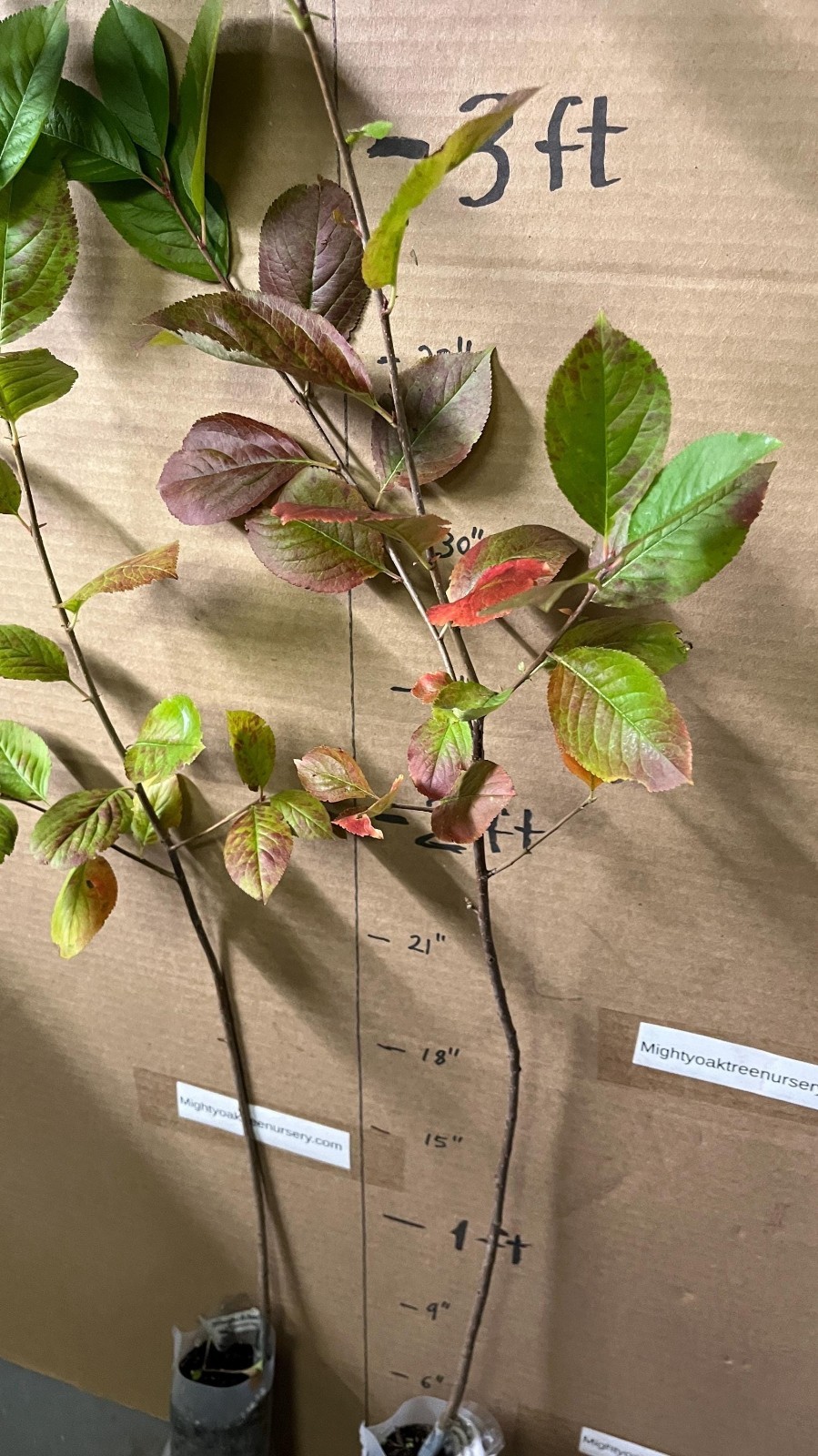 2-3 ft tall Viking Aronia melanocarpa – Black chokeberry, plant potted