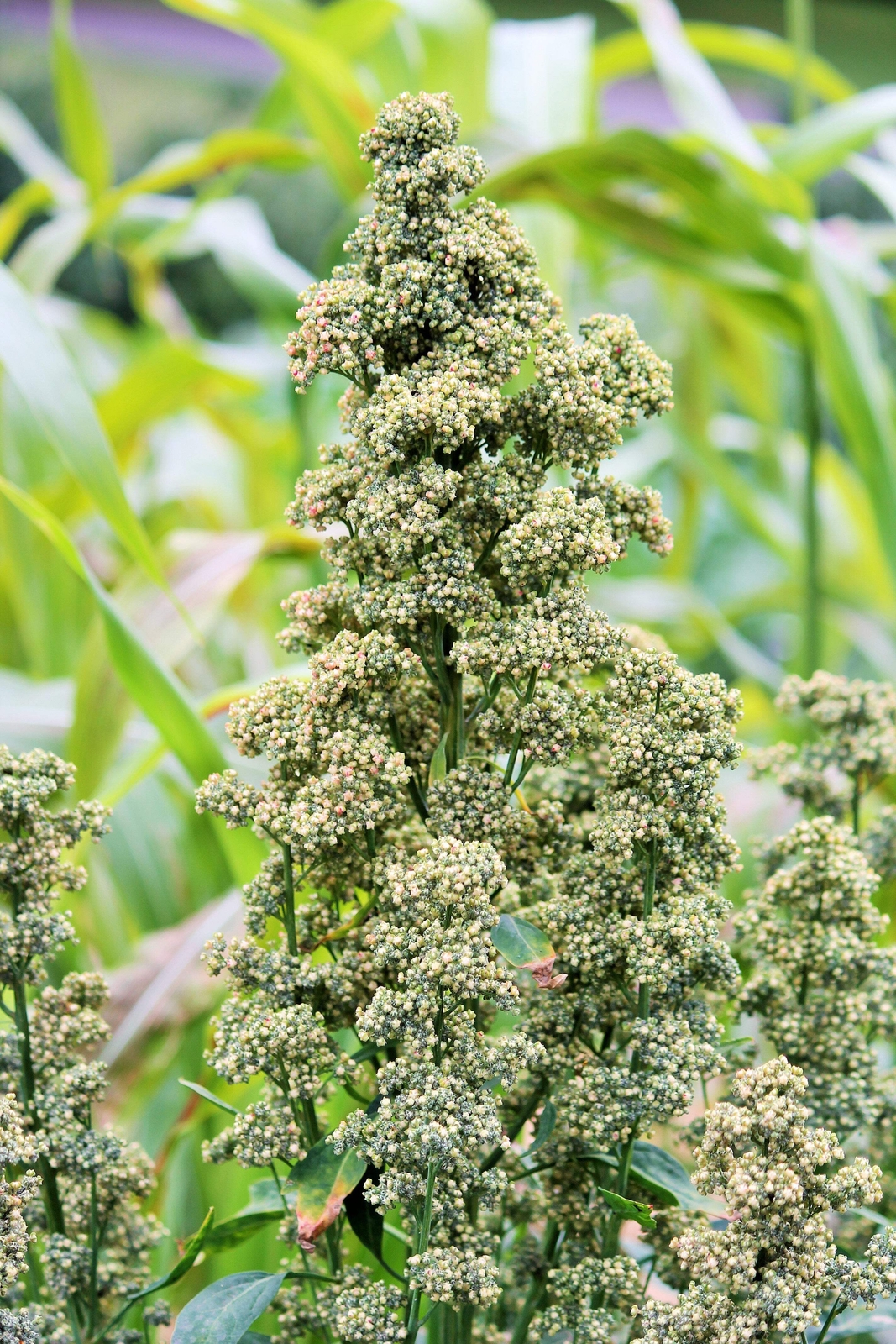 50 Organic MINT VANILLA QUINOA Green & White Chenopodium Vegetable Grain Seeds