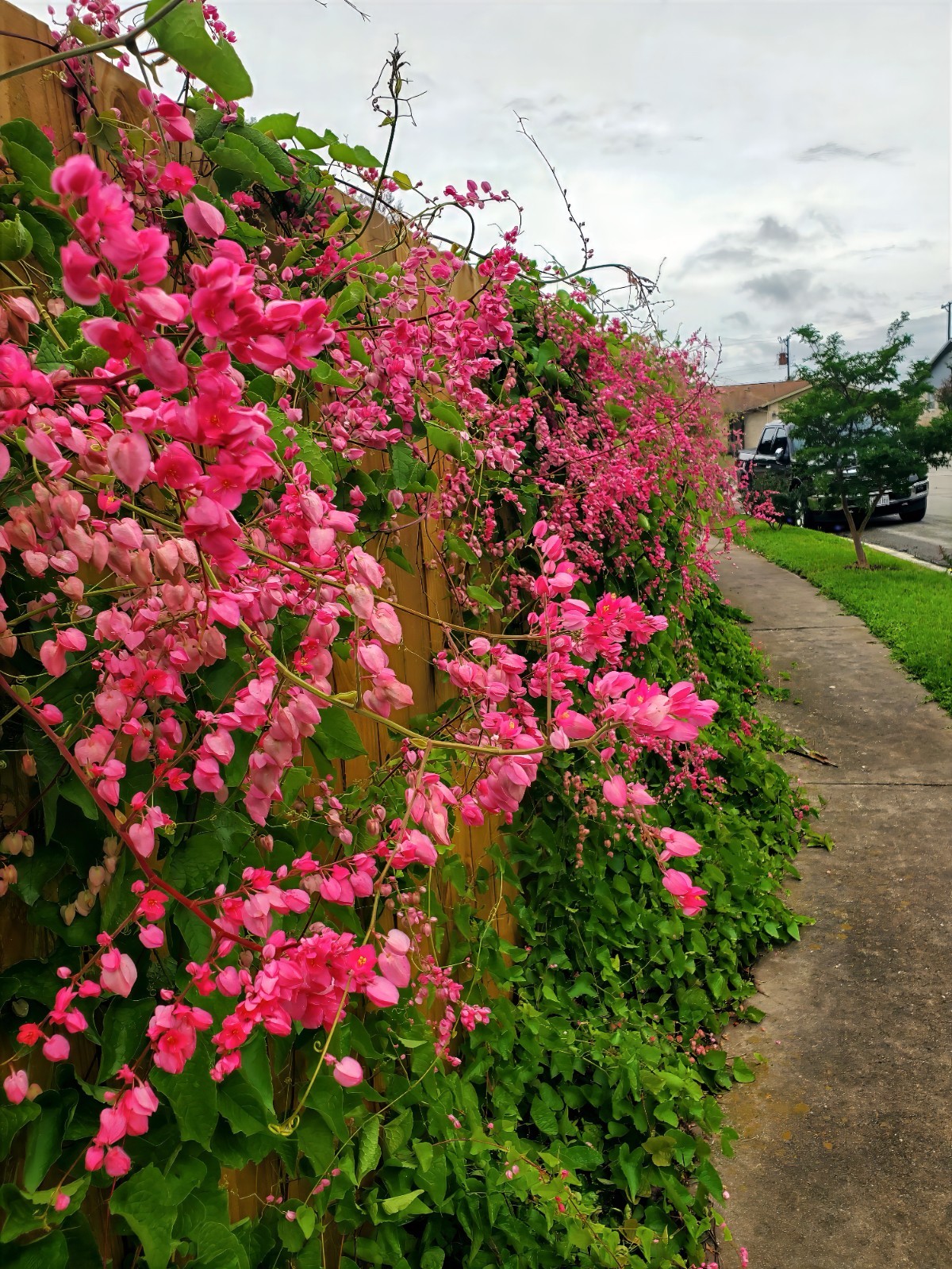 CORAL VINE SEEDS (Antigonon Leptopus) Mexican Creeper Chain of Love Pink Flower