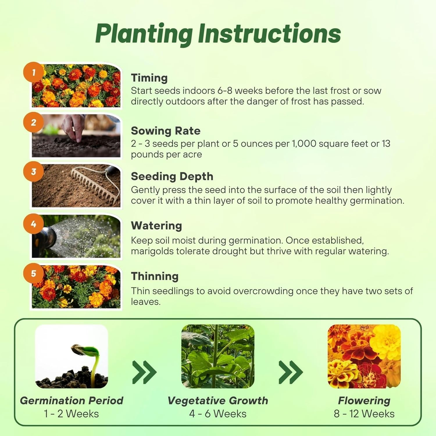 French Marigold Seeds Mix – 1000 Pcs Annual, Compact, Heat & Drought Tolerant…