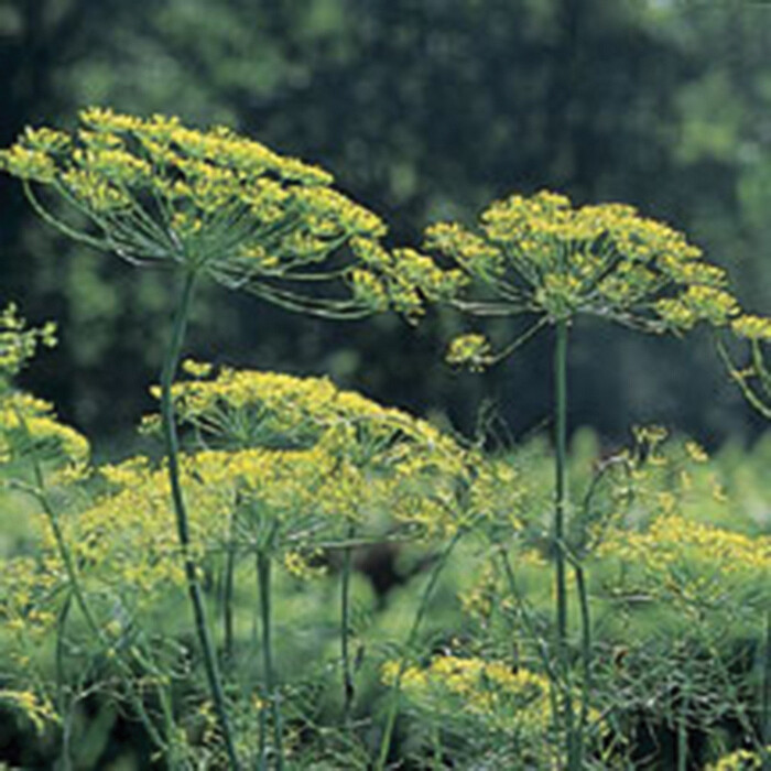 Mammoth Long Island Dill Seeds, Heirloom, NON-GMO, Leafy Foliage, FREE SHIPPING