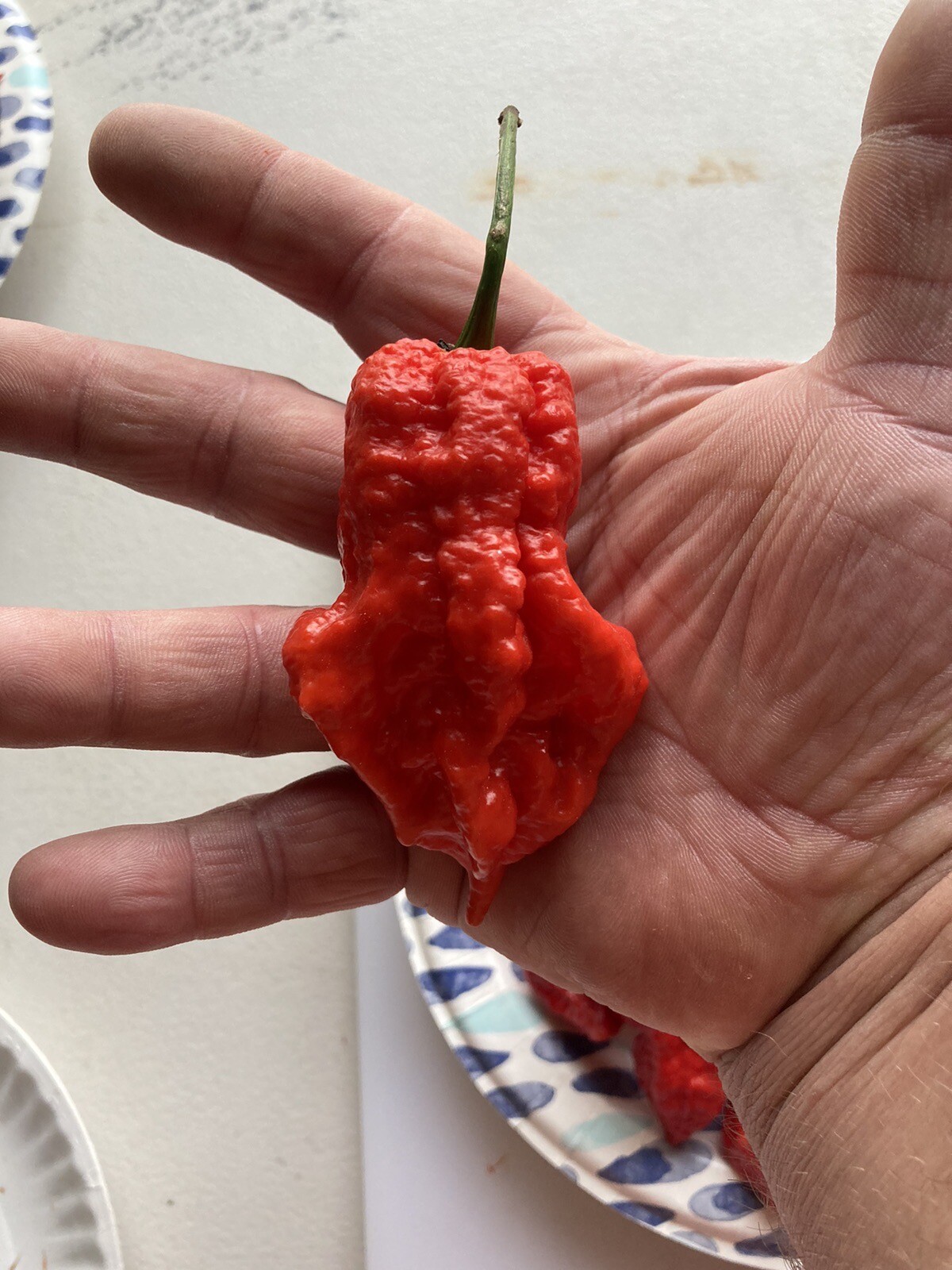 Super Bhut Jolokia XW Ghost Pepper Seeds 15+ Per Pack