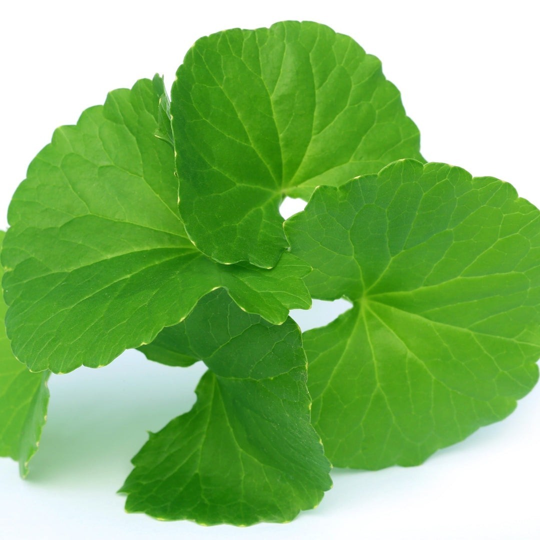 Gotu Kola SEEDS (Centella asiatica)