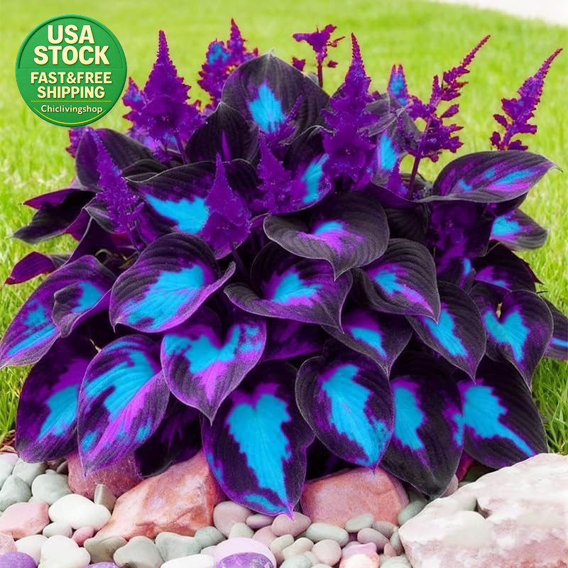 Hosta Seeds 99 Pieces Perennial Shade Garden Plants Low Maintenance Indoor