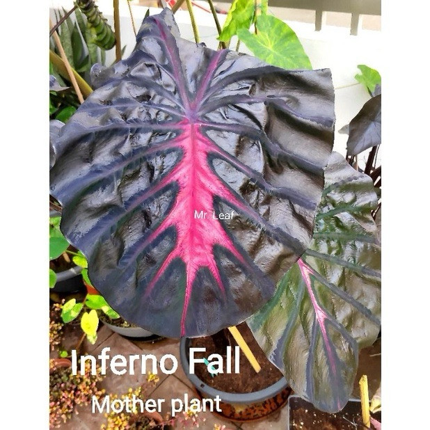 AUTHENTIC Colocasia Inferno Fall1 bulbs