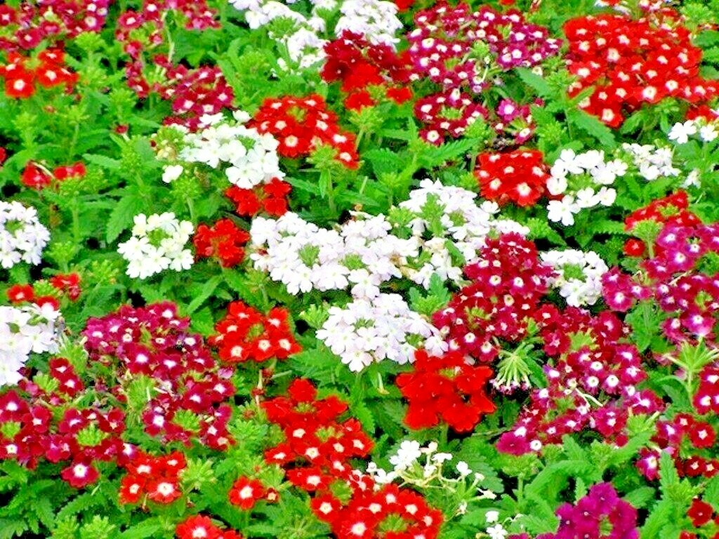 201+VERBENA MIX Flower Seeds Groundcover Hanging Baskets Container Flower Garden