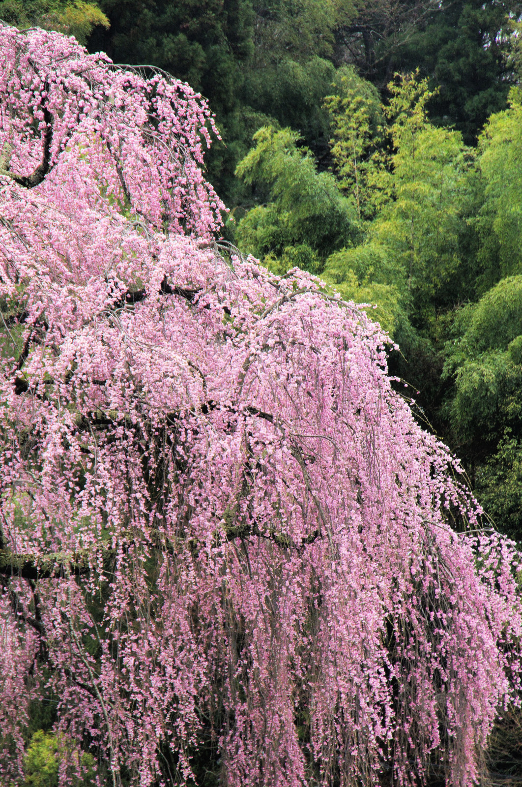 10 WEEPING HIGAN CHERRY Tree Japanese Prunus Subhirtella Pendula PinkFlower Seed