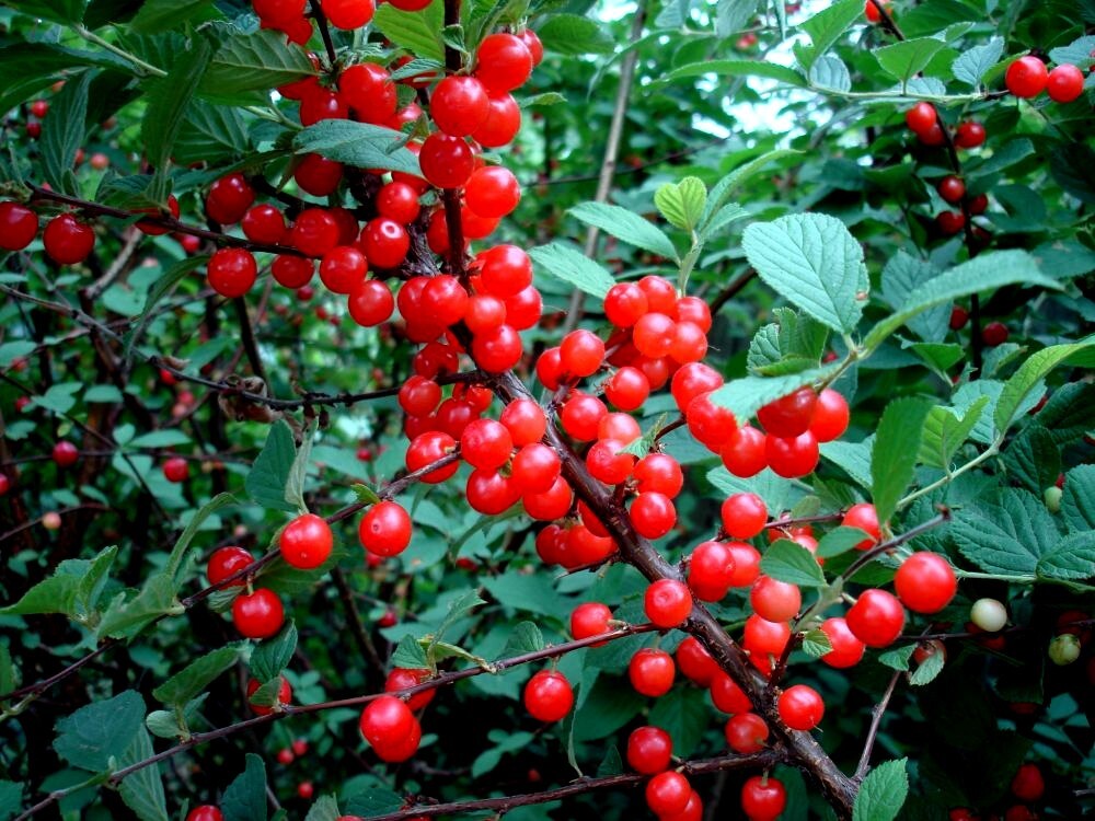 Nanking Chinese Dwarf Cherry Tree Seeds (Prunus tomentosa) Fruit Fast, Hardy-2