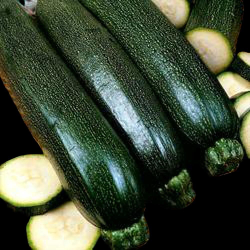 Dark Green Zucchini Squash Seeds, Untreated. FREE SHIPPING