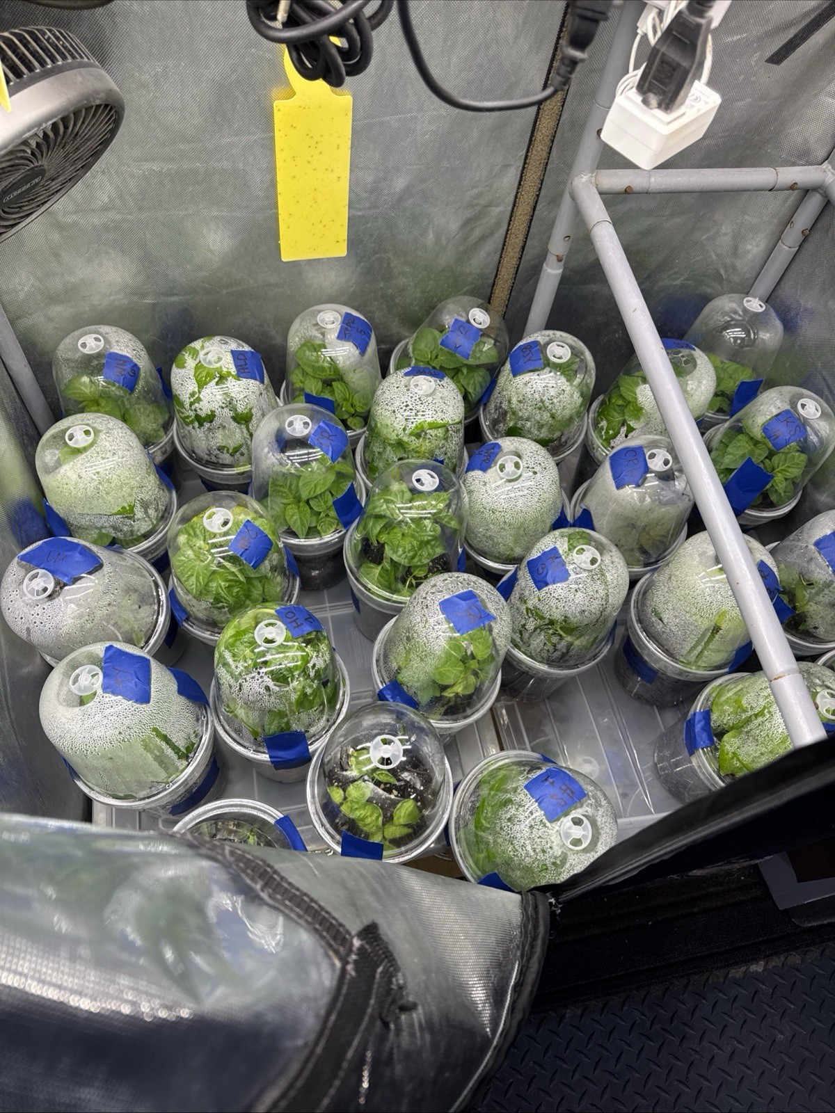 All Varieties!! 5 Pepper Plants!! 1 Type Per Container!! Ready To Ship!!