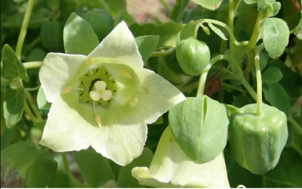 60 seeds| Dang-shen, Codonopsis pilosula Herb seeds #6004