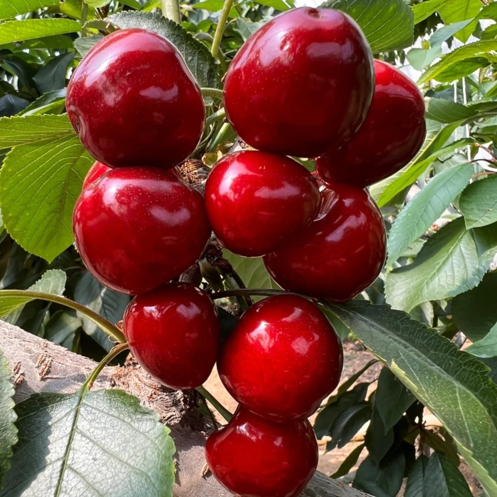 15 Sweet Cherry Seeds – Large Red Home Orchard Variety