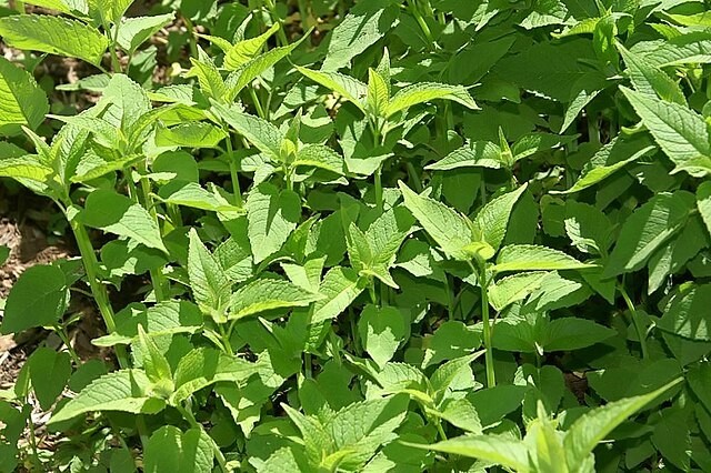 Monarda didyma | Scarlet Beebalm | 50 Seeds