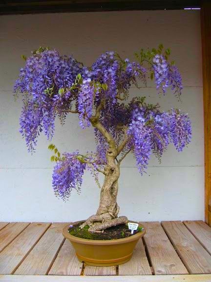 100 Purple Wisteria Flowering Bonsai Tree Seeds & FREE Growing Guide – USA 2026
