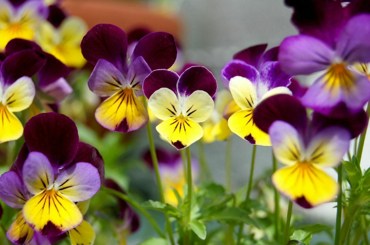 2000+ Bulk Seeds JOHNNY JUMP UP Viola Pansy Heirloom Flowers Quality Seed Butter
