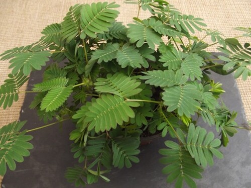 Mimosa Pudica 50 Seeds, The Sensitive Plant, Touch Me Not Herb, Tickle It