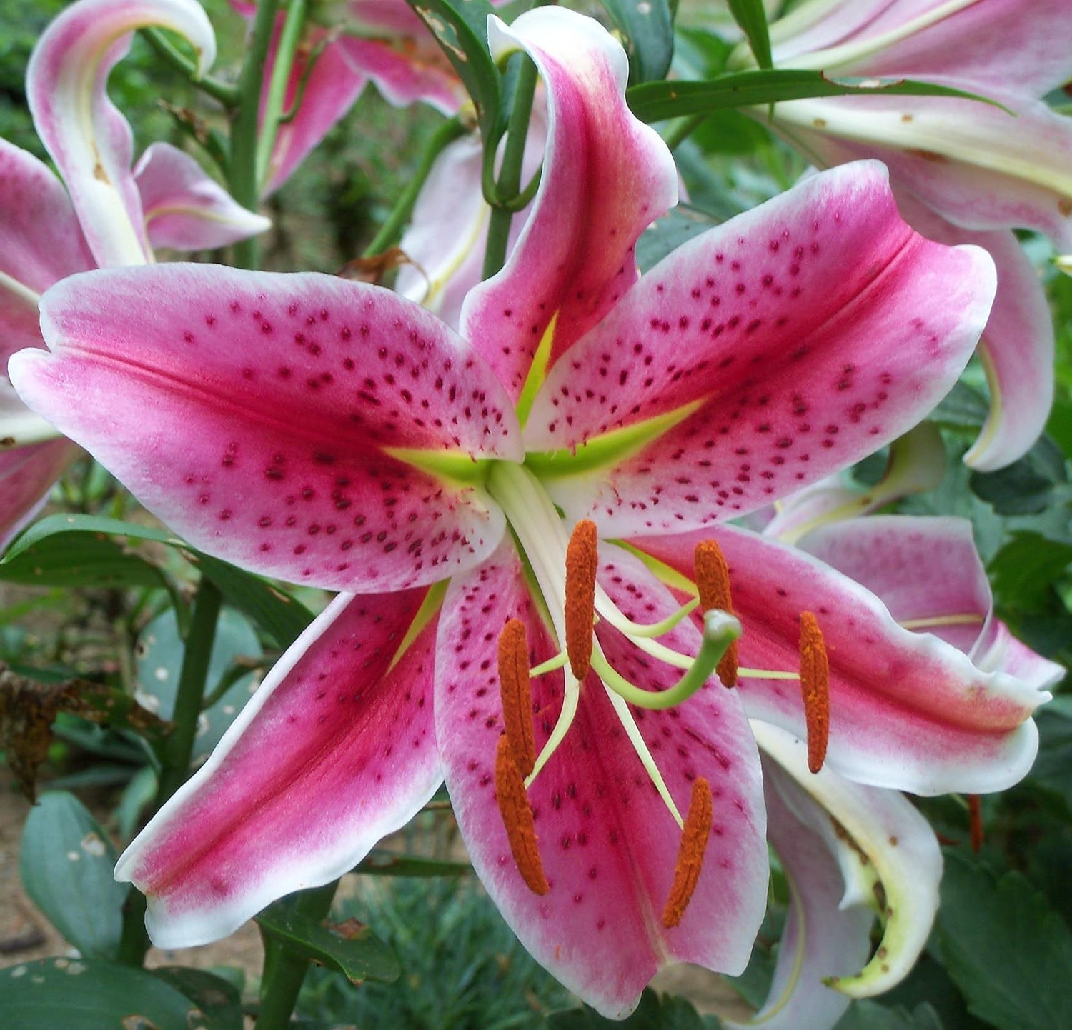 Lily Flower Bulbs 4 Stargazer Pink White Large Exquisite Flowers Spring Plant