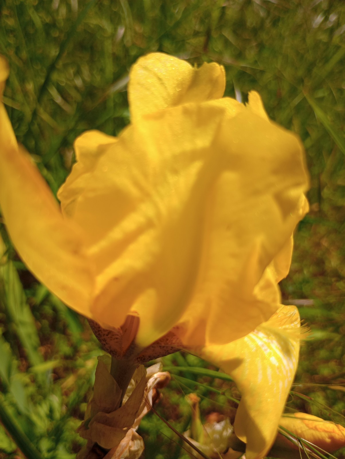 5x MIXED VARIETIES/COLORS BEARDED IRIS Bulbs/Rhizomes FRESH