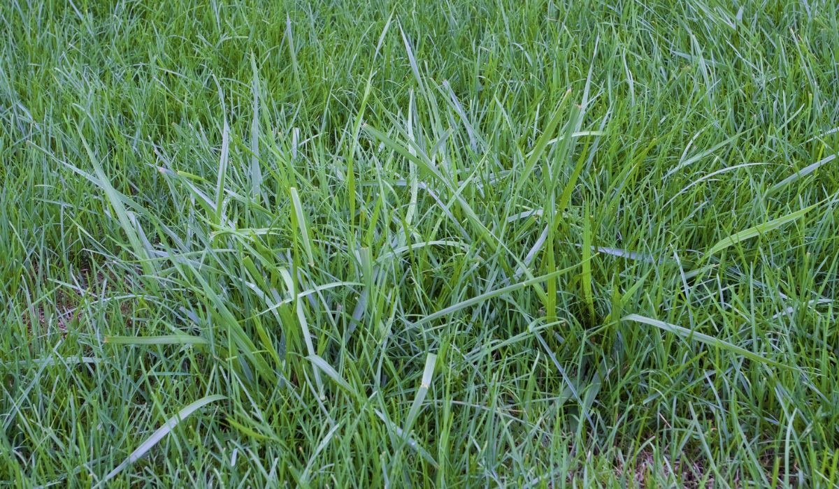 Sunshine Kentucky Fescue Grass Seed, 5 Pounds, Wildlife Food Plot, for Deer