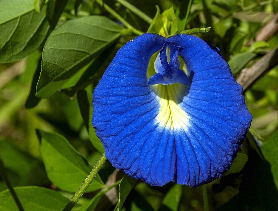 Clitoria ternatea Single Blue | Butterfly Pea | 10_seeds