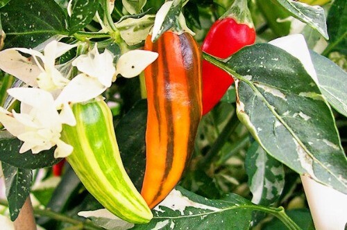 Fish Pepper 15 – 200 Seeds Hot Caribbean flavor Rare Variegated Seafood Bulk