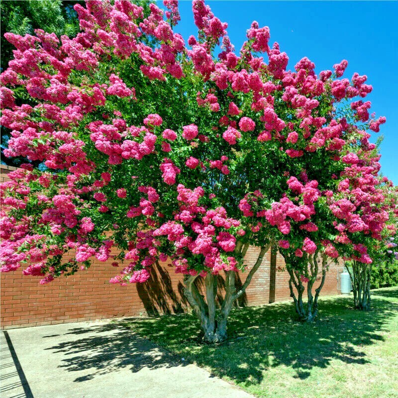 CRAPE MYRTLE TREE SEEDS Crepe (Lagerstroemia Indica) Fast Lilac Flower Plant