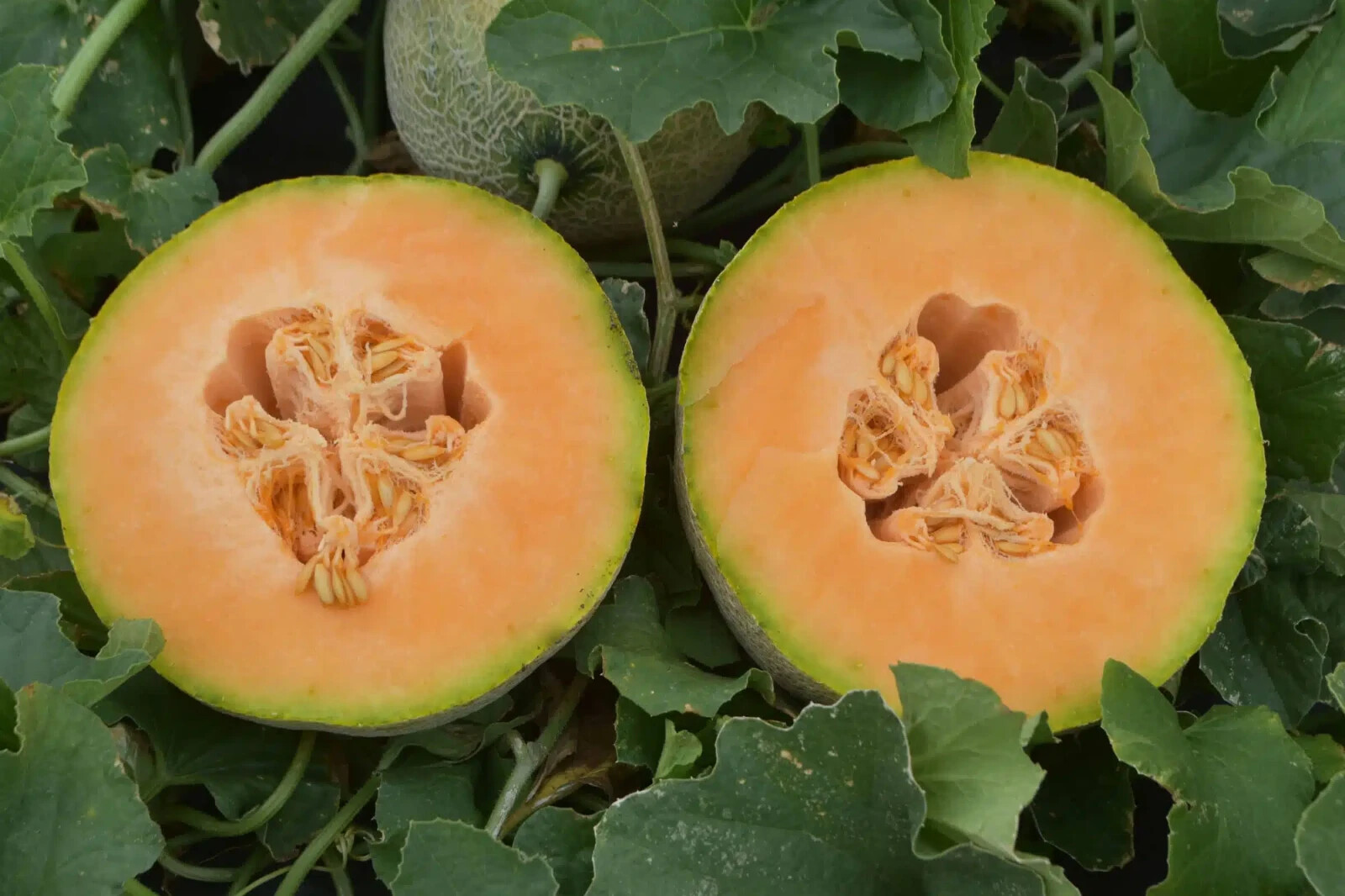 35 HONEY ROCK CANTALOUPE MELON SEEDS ~ heirloomseedguy ~ NON-GMO ~ 2026