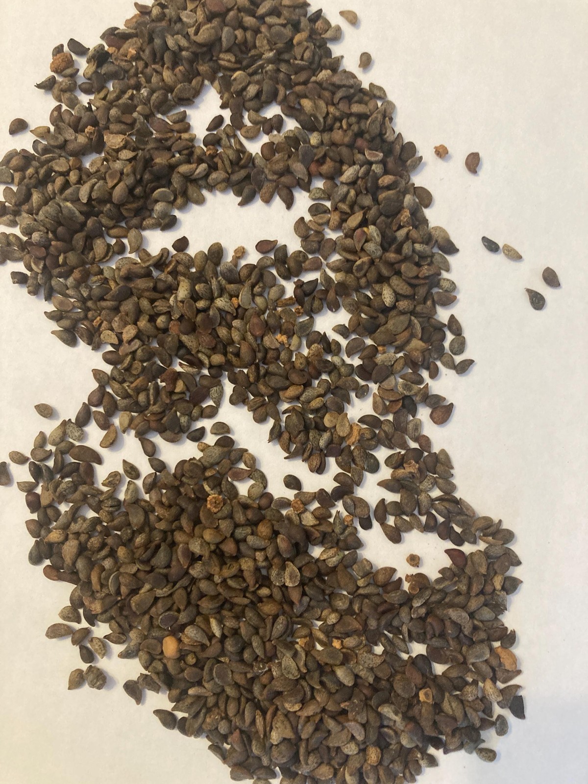 Bradford Pear Seeds (Pyrus Calleryana) Callery Pear