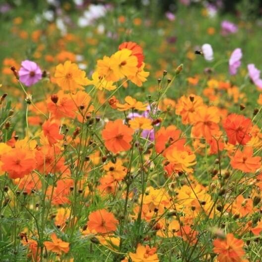 Sulphur Cosmos Bright Lights Seeds Mix-Non GMO – 100 Seeds