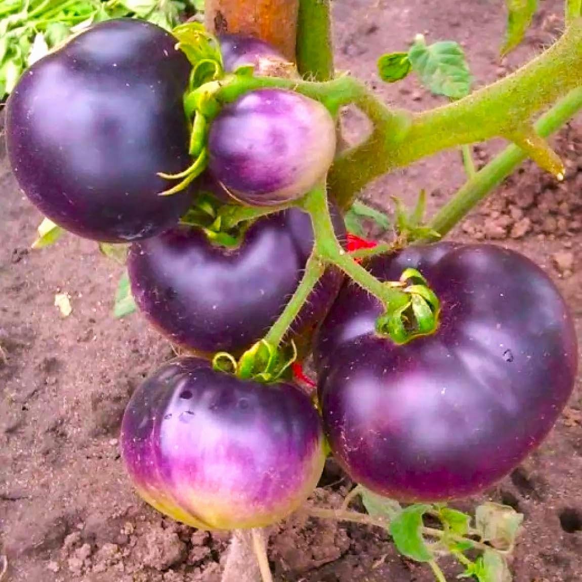 Purple Tomato Seeds 30+ Seeds 6-7oz Indeterminate – 100 Days to Ripen