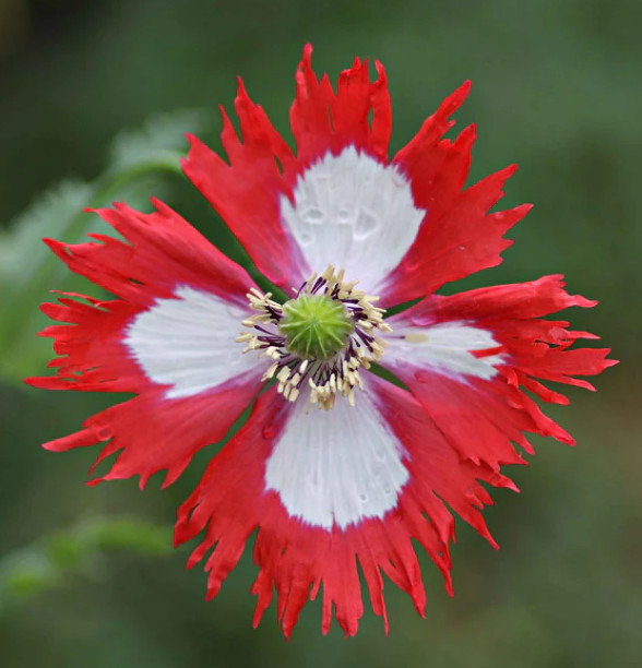 Poppy Collection #1 Fall Planting Spring Blooms Decorative Pods 3000 Seeds!