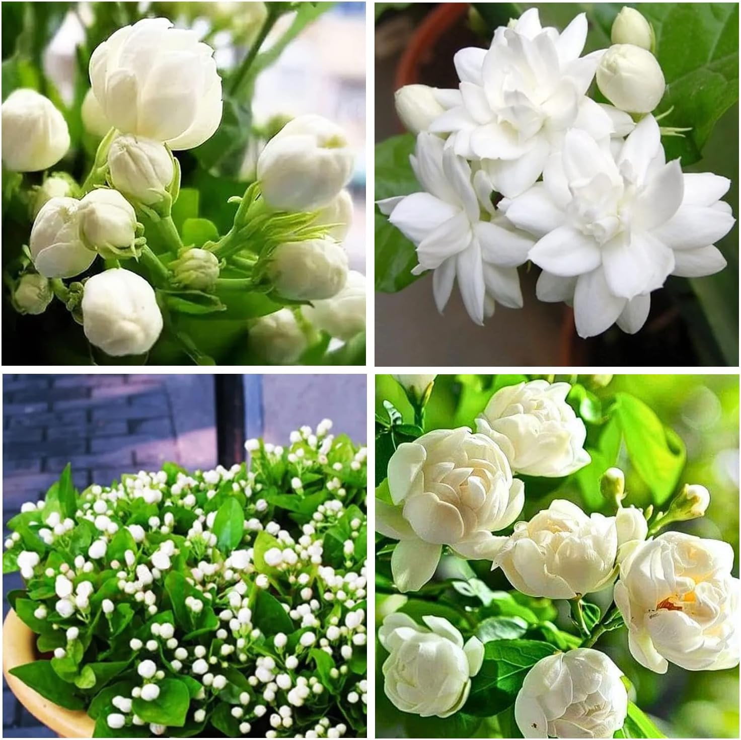 100+ Climbing Jasmine Flower Seeds for Planting-Non-Gmo Jasmine Gardenia Plant