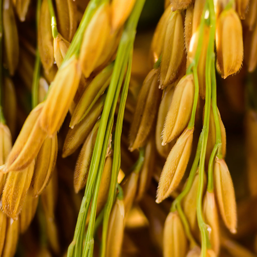 Fresh Thai White Jasmine Rice Seeds | Taiguo Xiang Mi | Heirloom Non-GMO | Grain