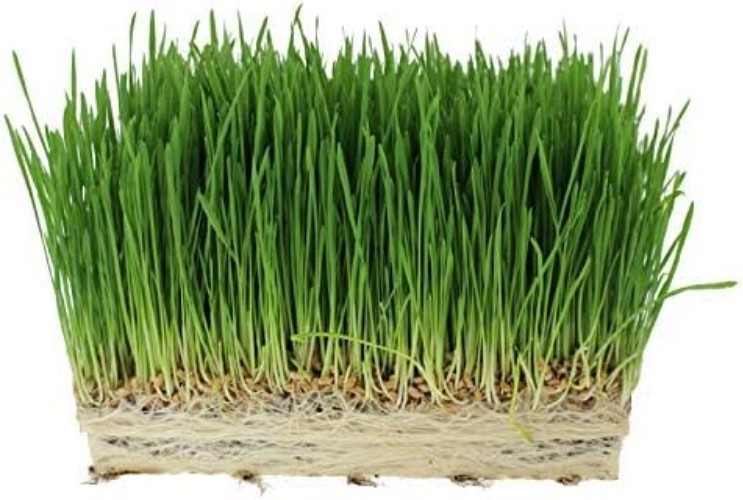 Organic Cat Grass Seeds – Non-GMO Wheatgrass, 12 oz Pet-Friendly Treat