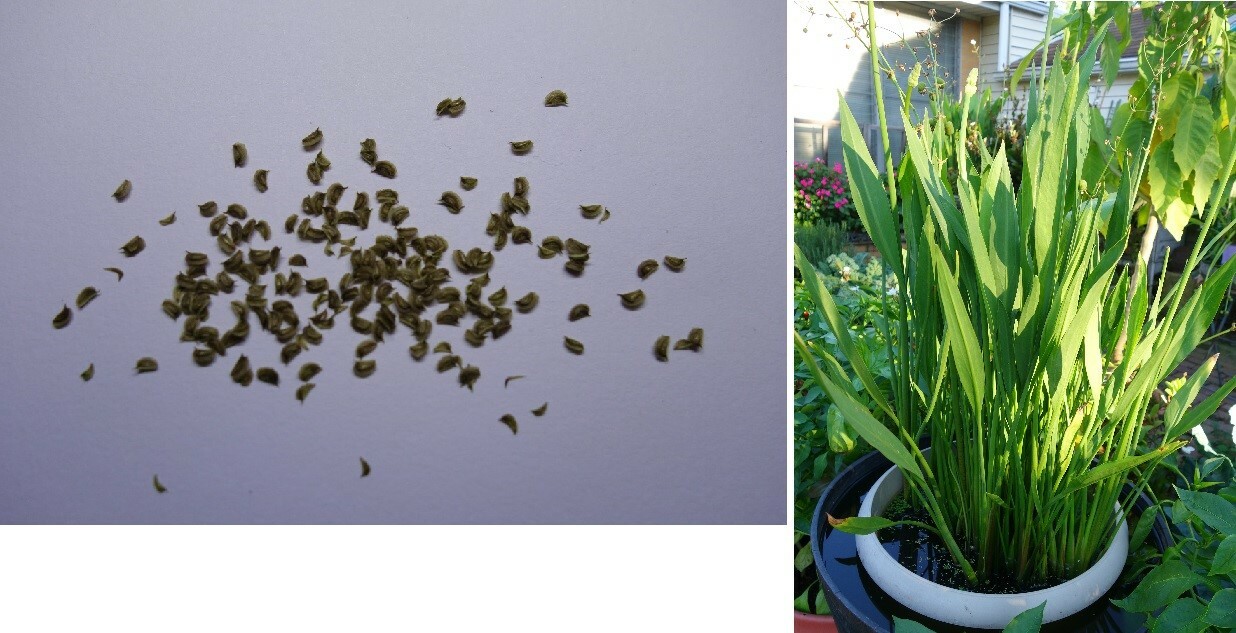100 Sagittaria lancifolia SEEDS Lance Leaf Arrowhead Aquarium Aquatic Pond Plant