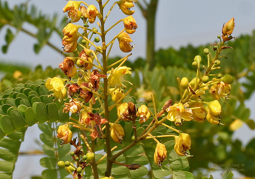 Caesalpinia sappan HEARTWOOD Yellow Flowers – 5 Seeds!