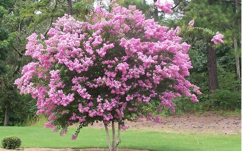 35+ DK. PINK CRAPE MYRTLE TREE /SHRUB /FLOWER SEEDS / DROUGHT TOLERANT PERENNIAL