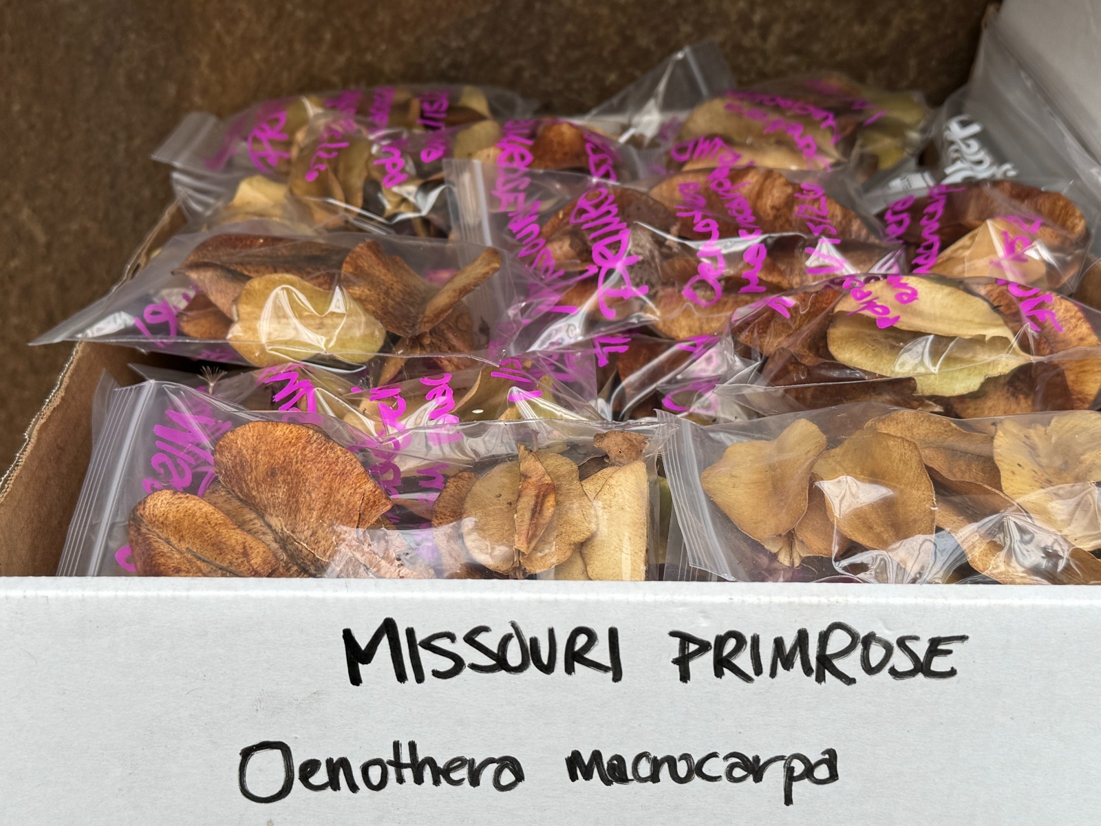 BULK SEEDS!…Oenothera missouriensis/macrocarpa..Missouri Primrose..QTY/bag=250