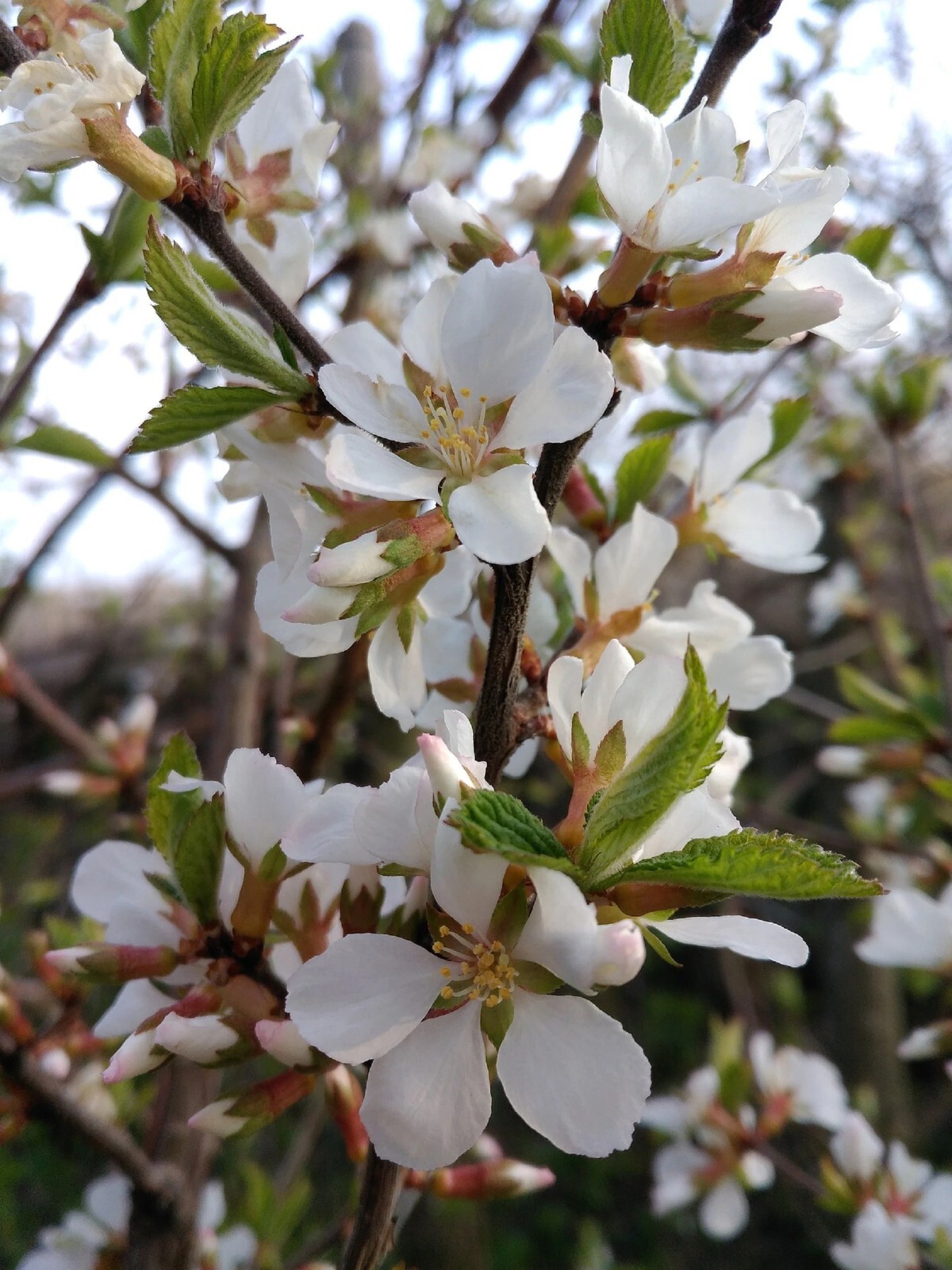 Nanking Cherry {Prunus tomentosa} 10 Seeds: 2YR Edible Fruit Bush Free Shipping!