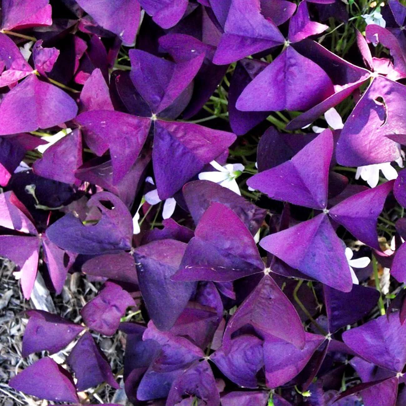 10 Pcs Purple Shamrock Bulbs Seeds Oxalis Triangularis Organic Bulbs Plants Se..