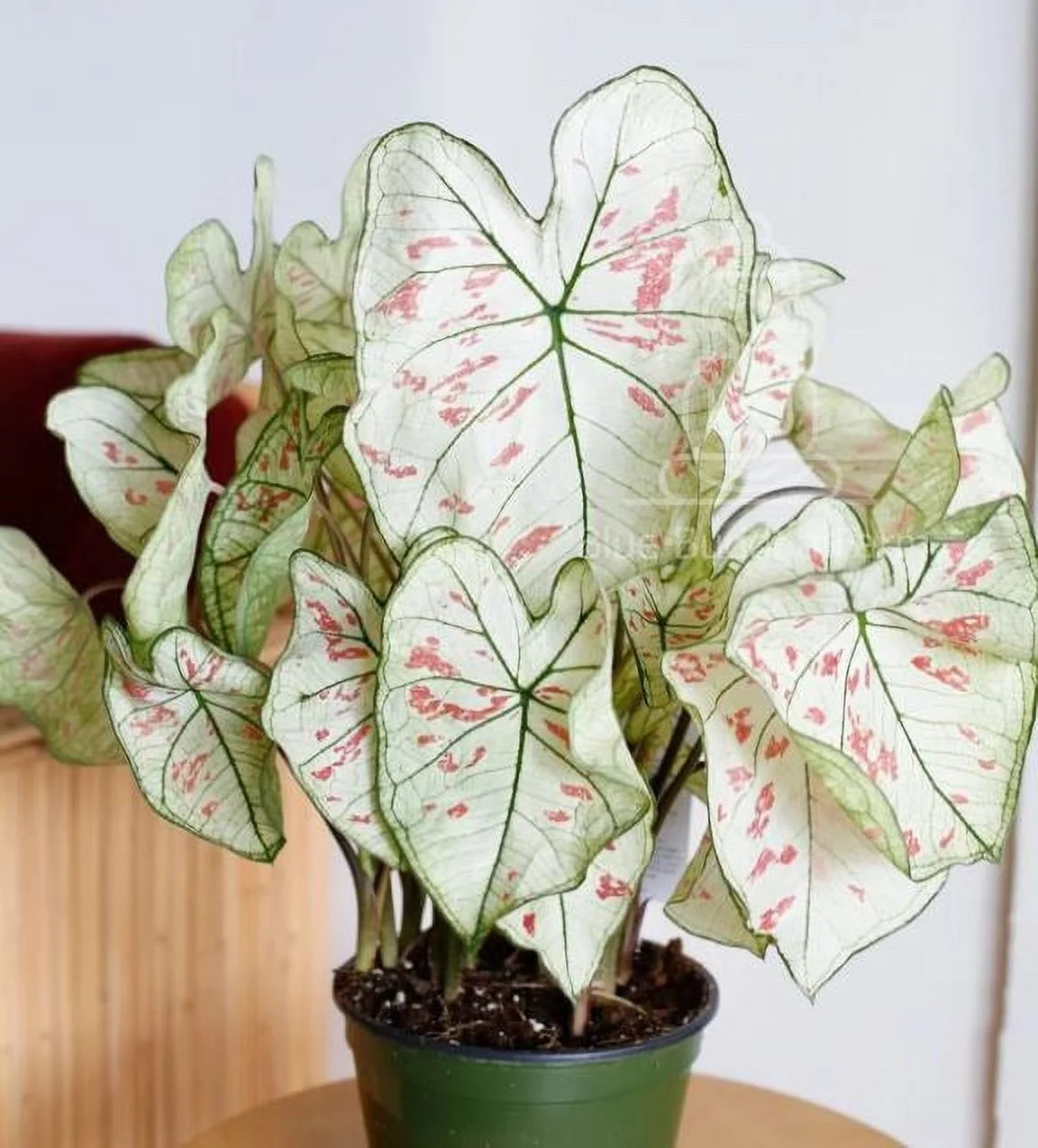 Cranberry Star Caladium (2 Bulbs)