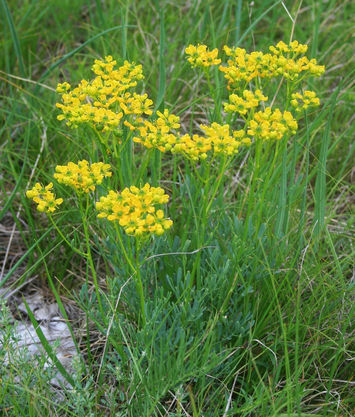 200 Ruta Graveolens Seeds – Rue Seeds – Medicinal Herb