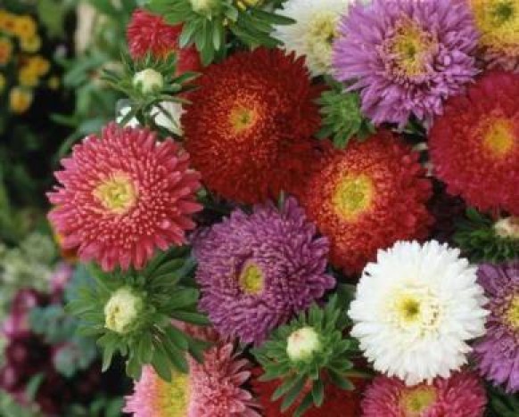 CHINA ASTER POWDERPUFF MIX FLOWER SEEDS FREE SHIPPING 50 FRESH SEEDS