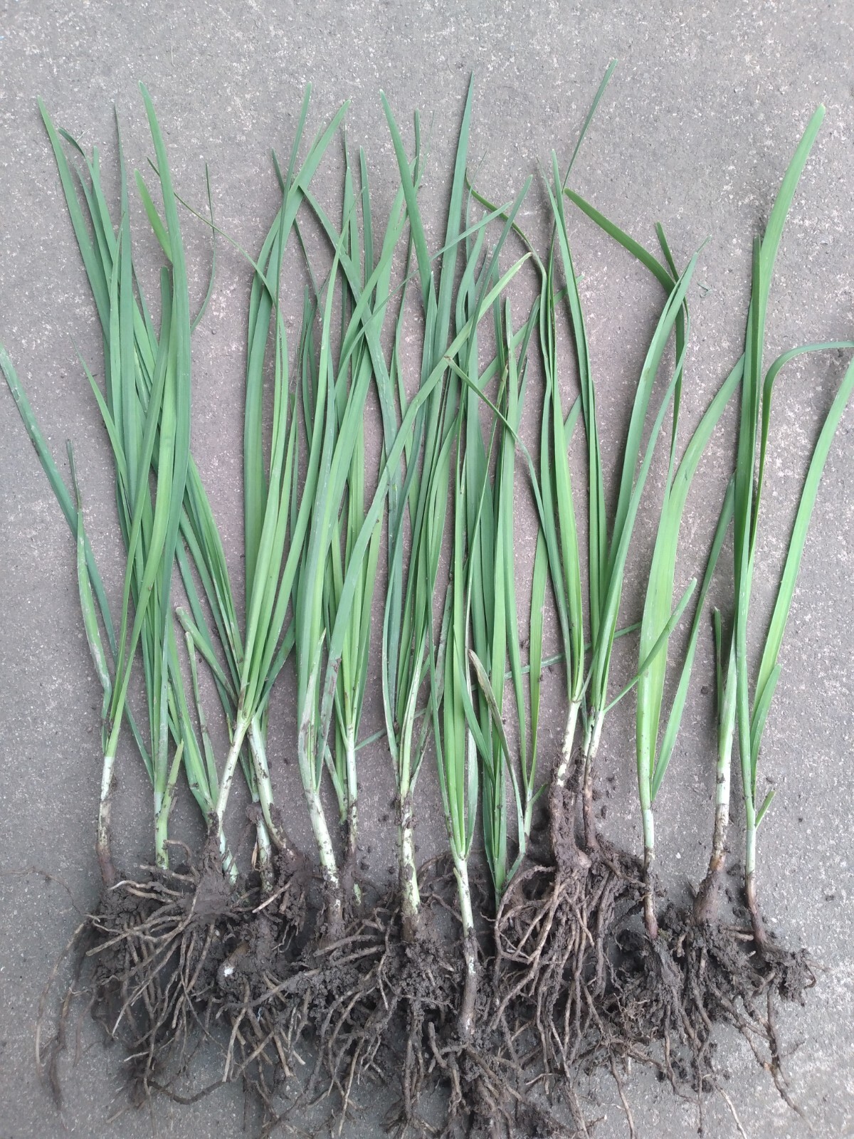 50 Garlic Chives Leek Plant Roots, Allium Tuberosum, Puerros , 韭菜根, 부추