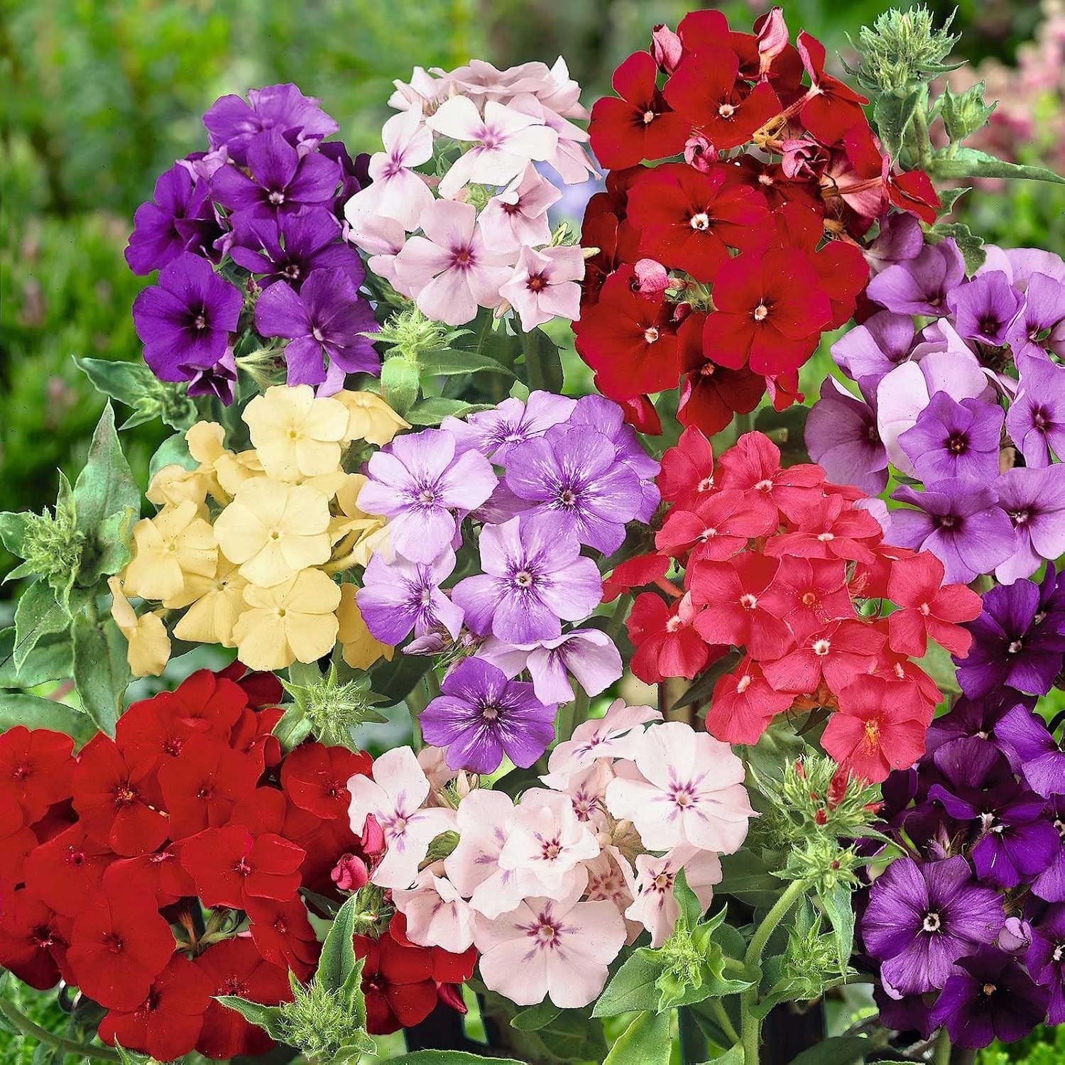 Attractive 1500 Mixed Phlox Seeds – Deer Resistant Low-Maintenance Ground Cover