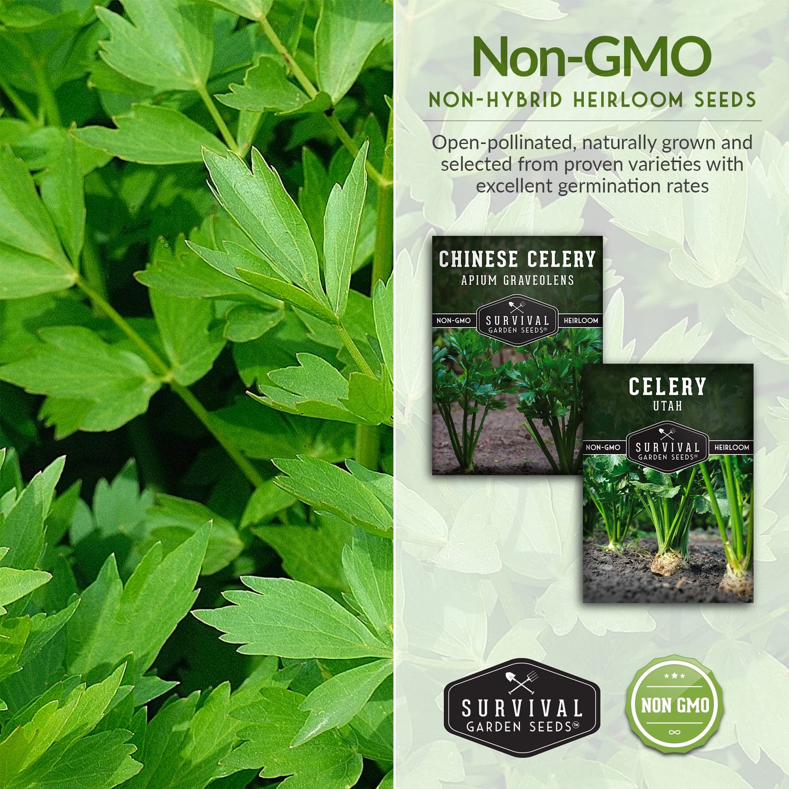 Celery Collection for Planting – 2 Packet with Instructions to Plant and Grow…