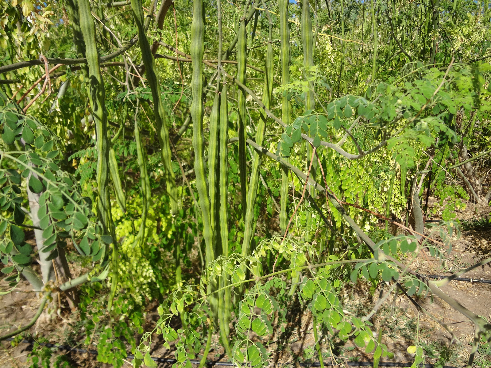 MORINGA Oleifera STX-2 EXTREMELY PRODUCTIVE Best Variety Organically Grown SEEDS