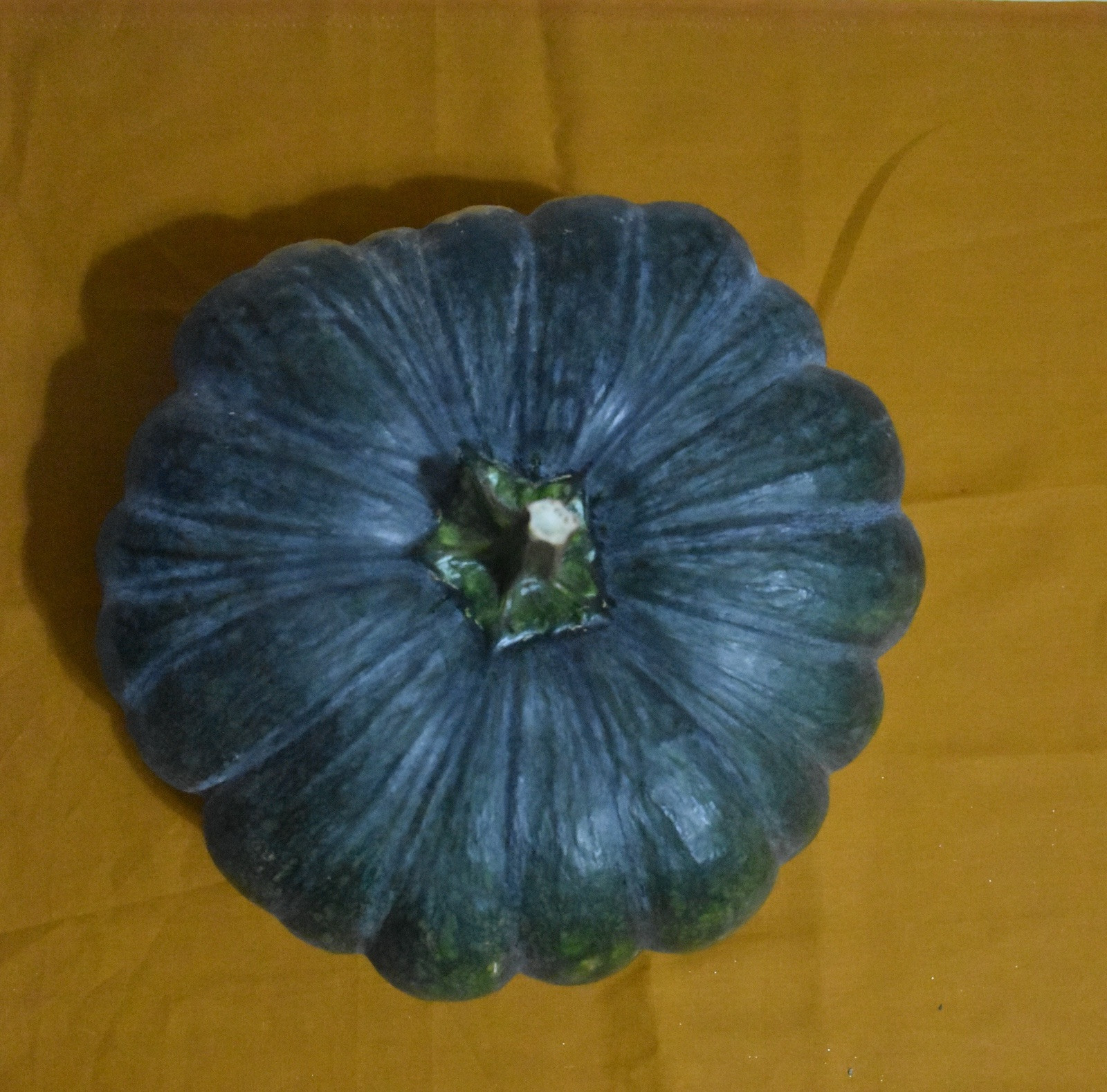Sweet Pumpkin Black || Bangladeshi Sweet Kali Kumra || Siam -1 || 8 Seeds