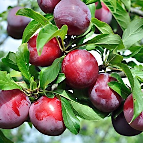 AMERICAN PLUM TREE SEEDS (Prunus americana) Fast Fruit Flower Plant Hardy-Zone 3